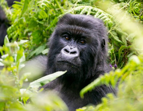Facts About Mountain Gorillas