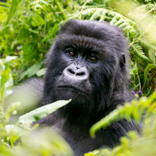 Facts About Mountain Gorillas
