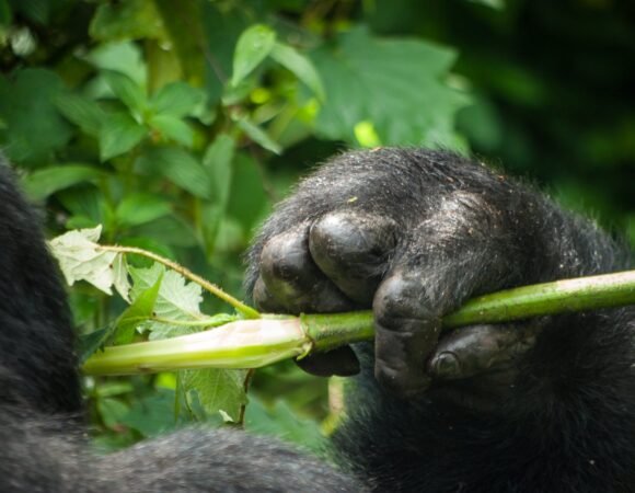 Are Gorillas Dangerous Species?