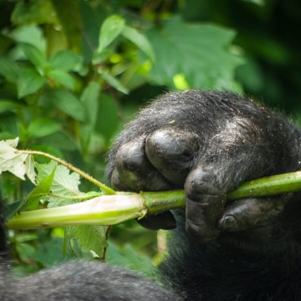 Are Gorillas Dangerous Species?
