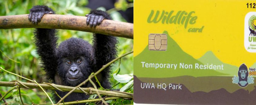 Gorilla Safari Permit Price