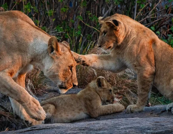 11 Days Lion Experiential Safari