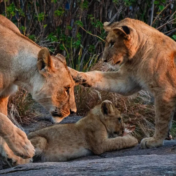11 Days Lion Experiential Safari