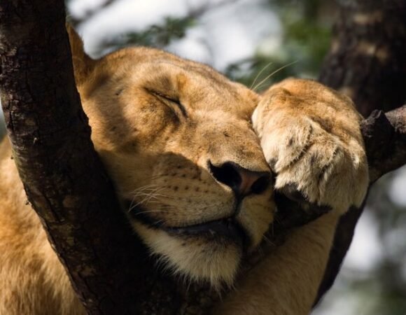 15 Days Honeymoon safari