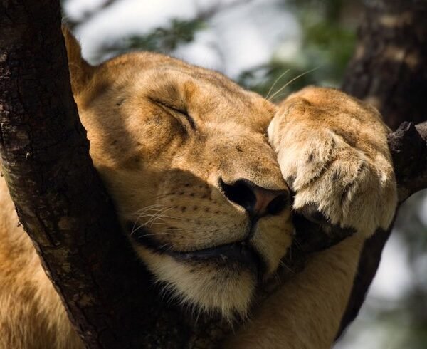 15 Days Honeymoon safari