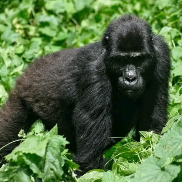 How Difficult Is Gorilla Trekking?