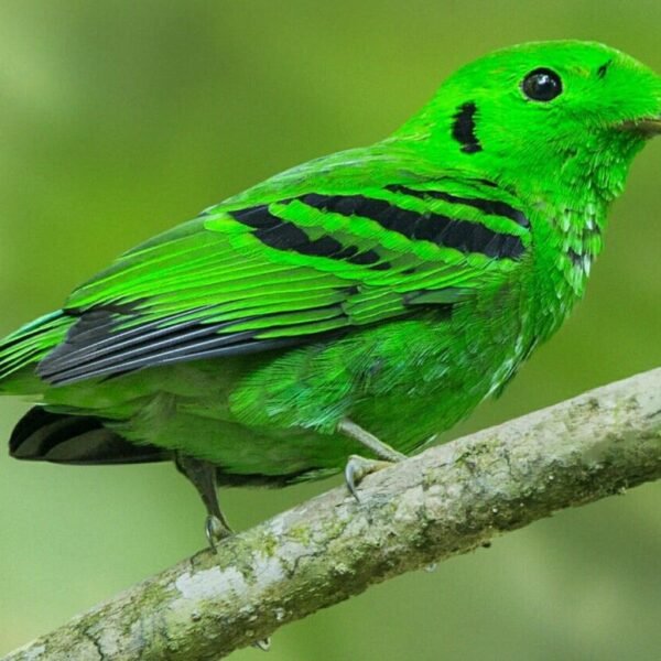 How Many Bird Species Are In Uganda?
