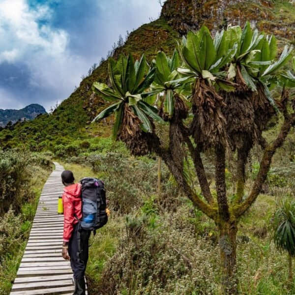 Rwenzori Mountain Trekking