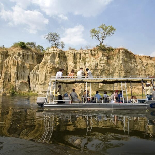 11 Days Lion Experiential Safari