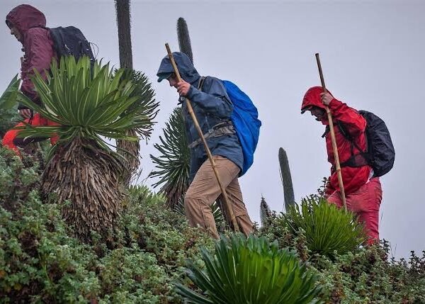Mgahinga Volcanic Hiking Experience