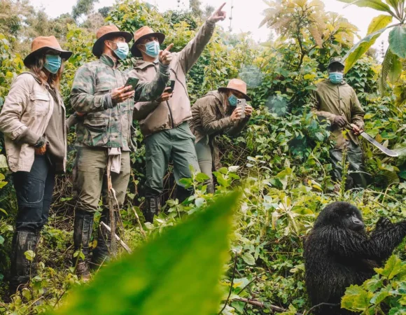 What To Expect On A Gorilla Safari?