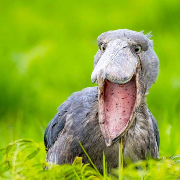 Where Can A Shoebill Stork Be Seen In Uganda?