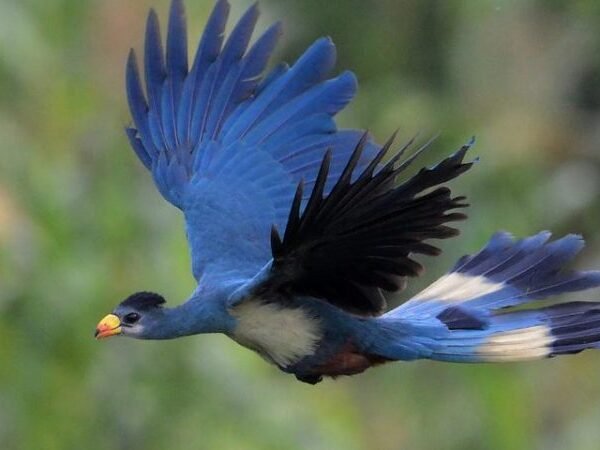 When Is The Best Time For Birding Safaris In Uganda?