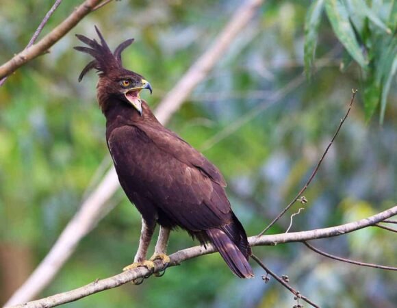 How Many Bird Species Are In Uganda?