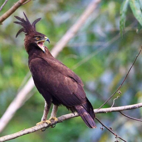 How Many Bird Species Are In Uganda?