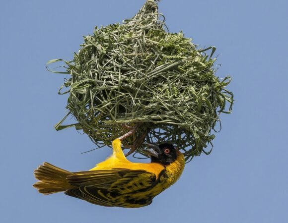 When Is The Best Time For Birding Safaris In Uganda?