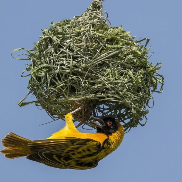 When Is The Best Time For Birding Safaris In Uganda?