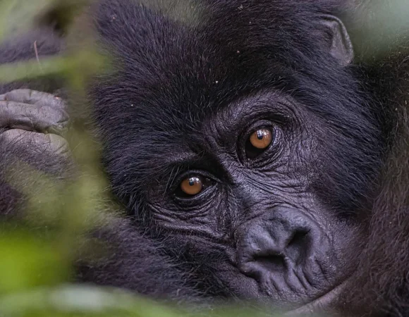 How Difficult Is Gorilla Trekking?