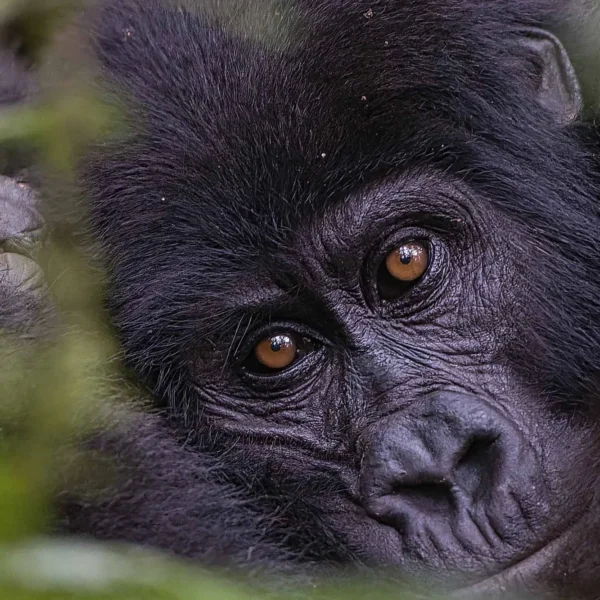 How Difficult Is Gorilla Trekking?