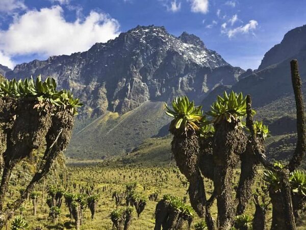 Rwenzori Mountain Trekking