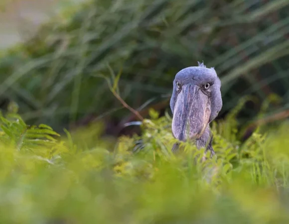 Where Can A Shoebill Stork Be Seen In Uganda?