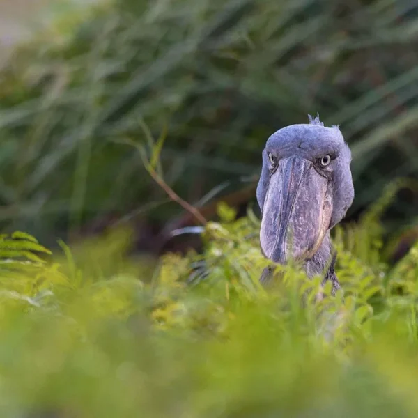 Where Can A Shoebill Stork Be Seen In Uganda?