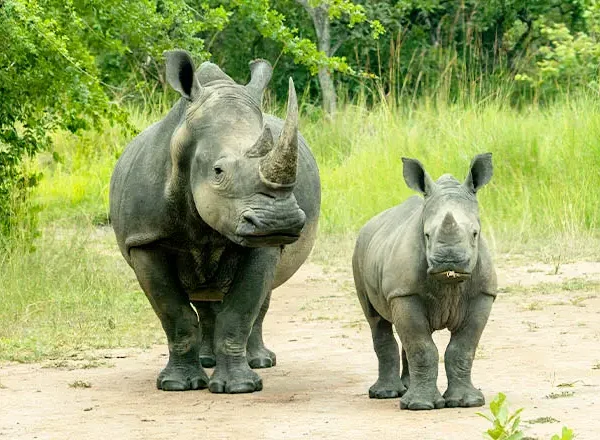 15 Days Honeymoon safari