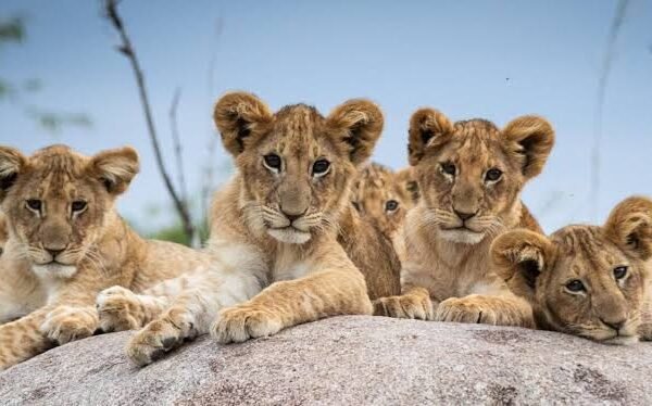 5 Days Solo Cultural Safari in Queen Elizabeth National Park