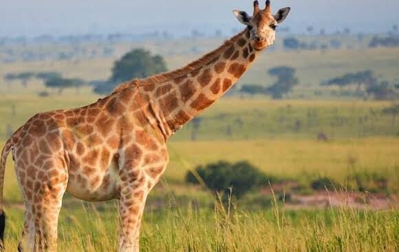 5 Days Western Uganda Birthday Safari