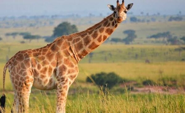 5 Days Western Uganda Birthday Safari