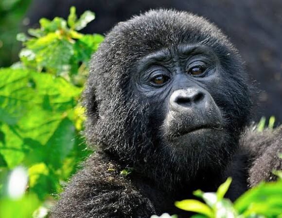 4 Days Fly in Gorilla safari