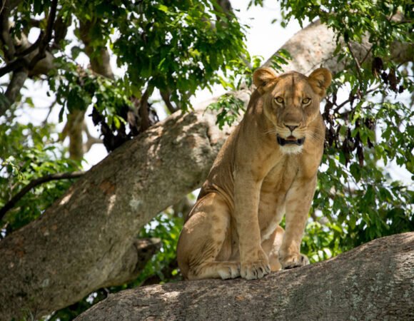 5 Days Solo Cultural Safari in Queen Elizabeth National Park