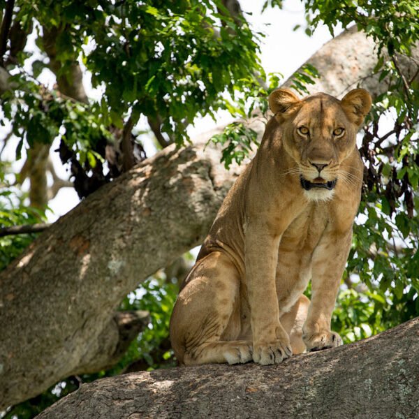 5 Days Solo Cultural Safari in Queen Elizabeth National Park