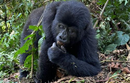 3 days gorilla trekking