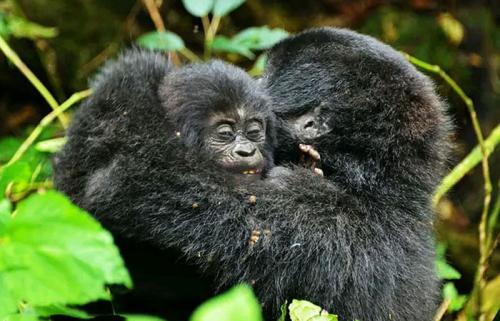 3 days Gorilla tracking