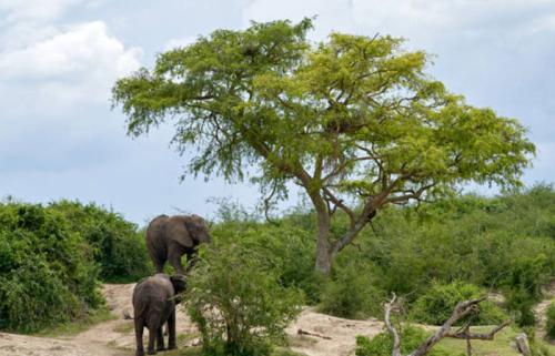 African-Elephant