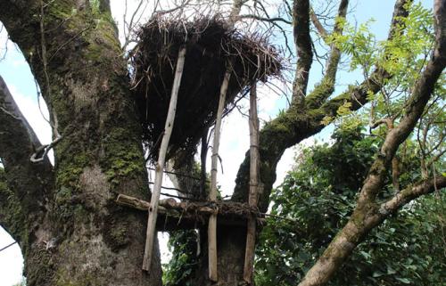 Batwa-house