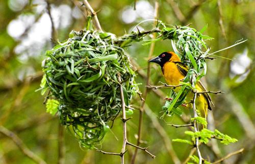 Birding-Uganda