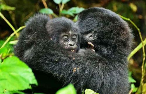 Bwindi Impenetrable Forest National Park