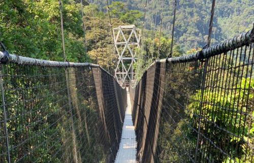 Canopy-walkway