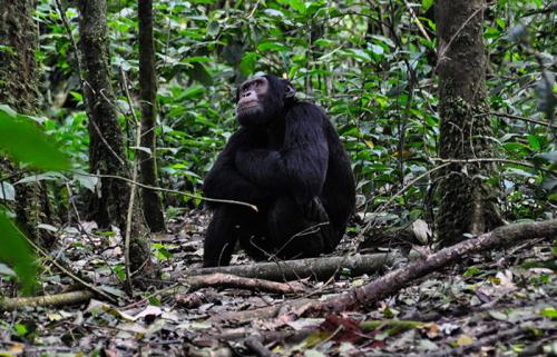 Chimpanzee-Tracking