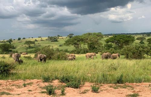 Elephants