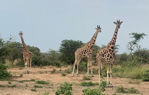 14 days Uganda wildlife