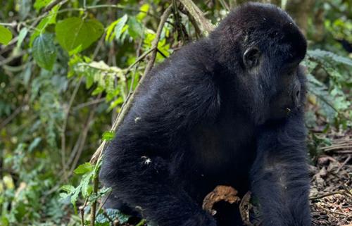 Gorilla-tracking-Bwindi