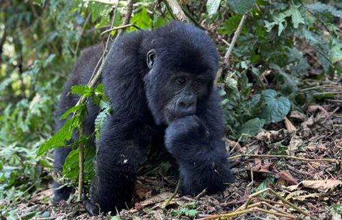 Gorilla naming ceremony