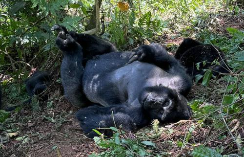 Gorilla tracking