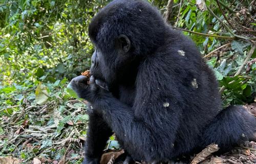 Gorilla-trekking-Volcanoes