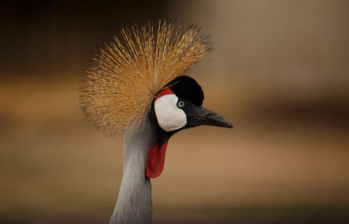 Grey-crown-crane