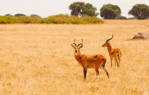 Impala