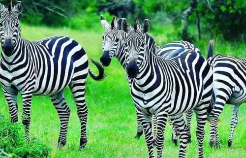 Lake Mburo National Park